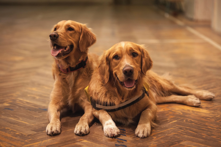 Pet Slider of two dogs in a home